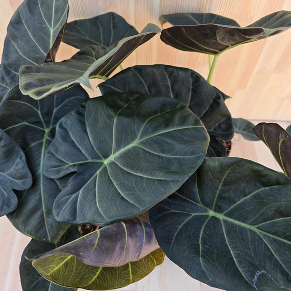 Alocasia Regal Shield