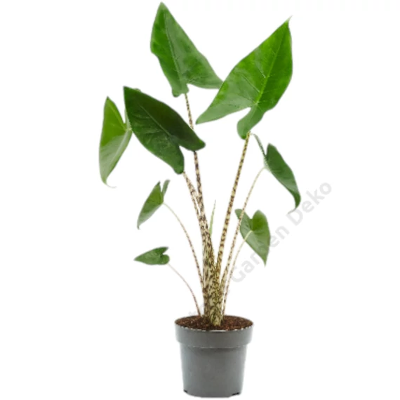 Alocasia zebrina