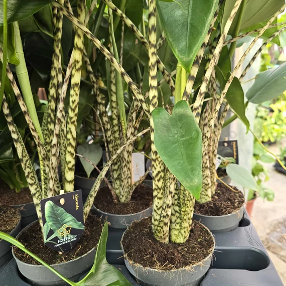 Alocasia zebrina