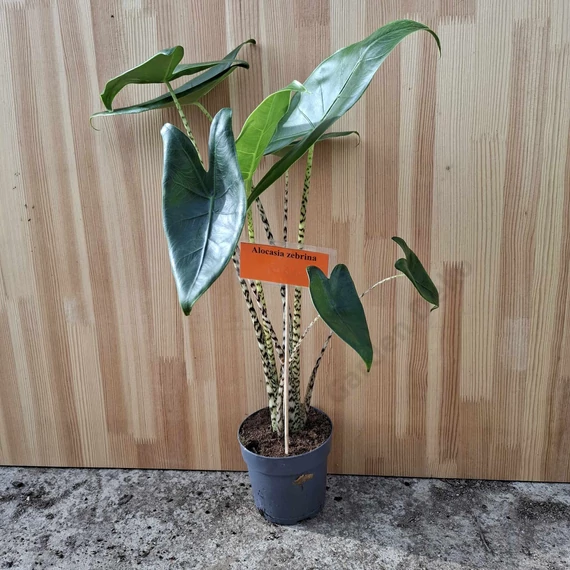 Alocasia zebrina