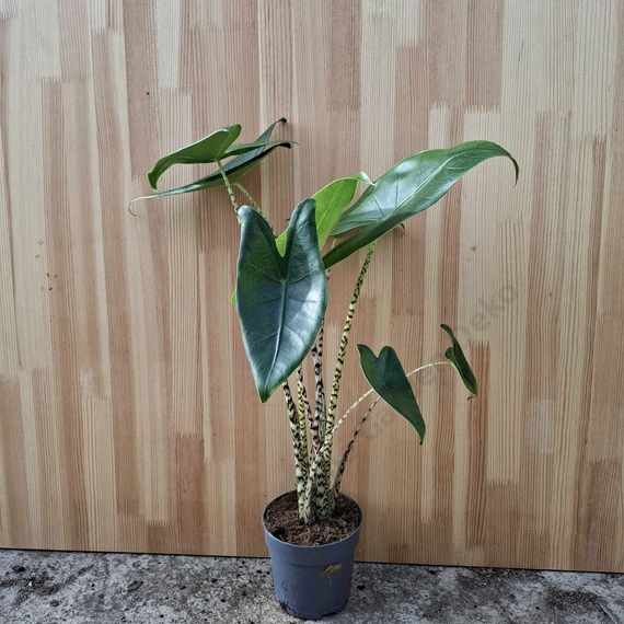 Alocasia zebrina