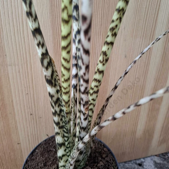 Alocasia zebrina