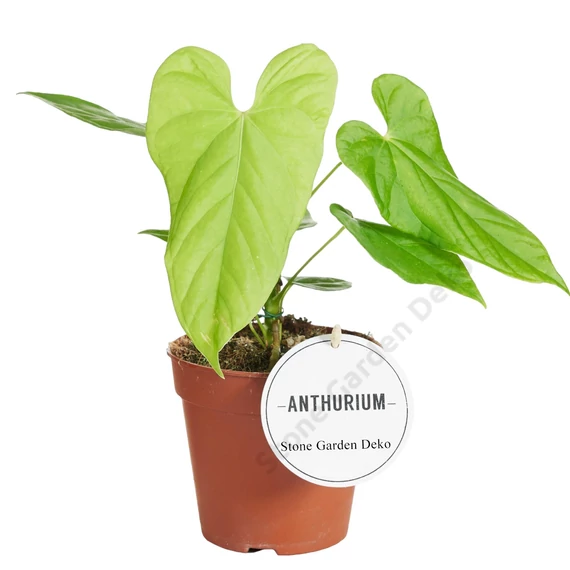 Anthurium Balaoanum