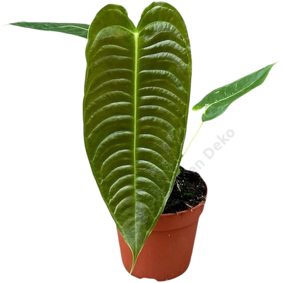 Anthurium Weitchii