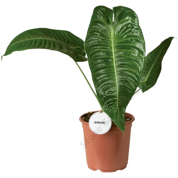 Anthurium Weitchii