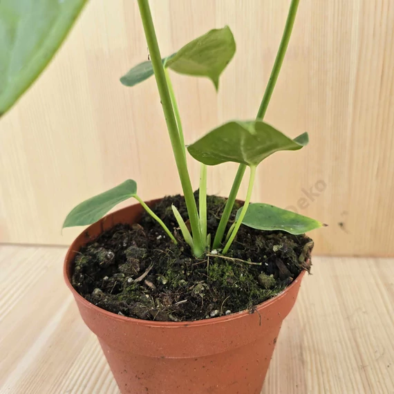 Anthurium Weitchii
