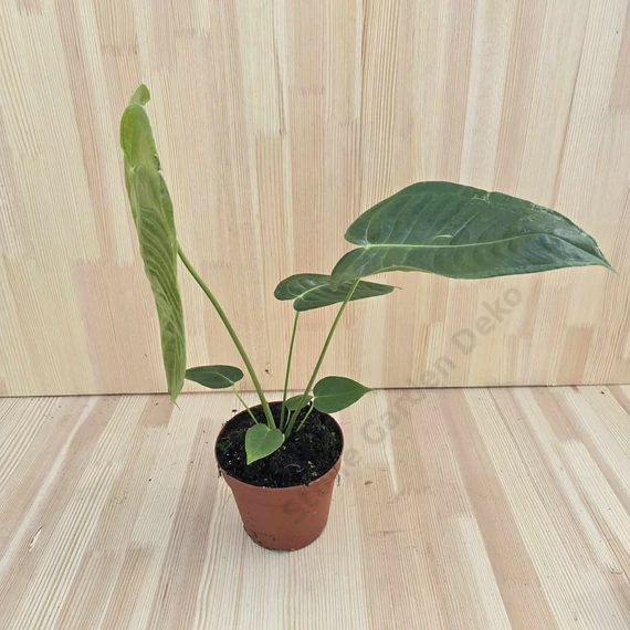 Anthurium Weitchii