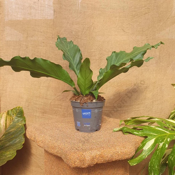 Anthurium crassinervium