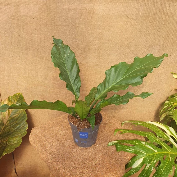 Anthurium crassinervium