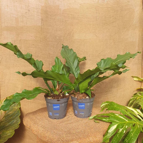 Anthurium crassinervium