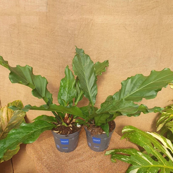 Anthurium crassinervium