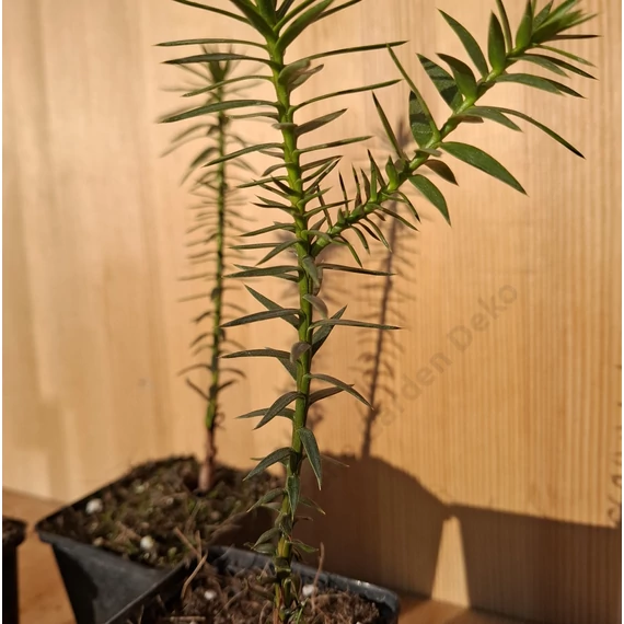 Araucaria araucana