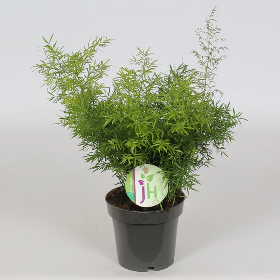 Asparagus Cwebe