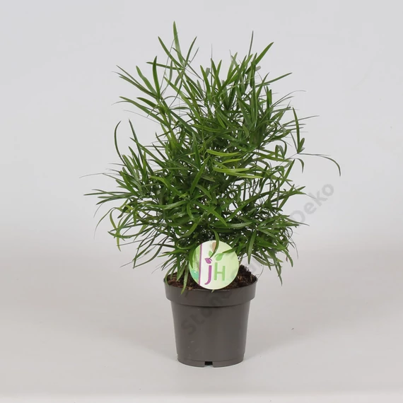 Asparagus Falcatus