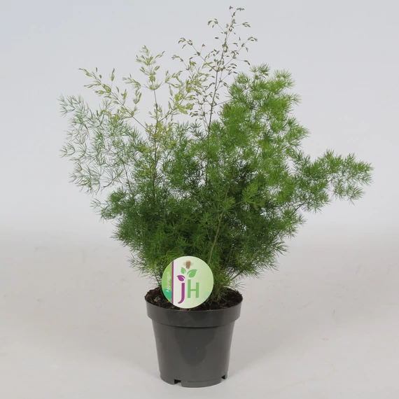 Asparagus Umbellatus