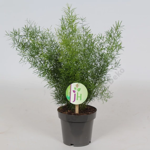 Asparagus Sprengeri