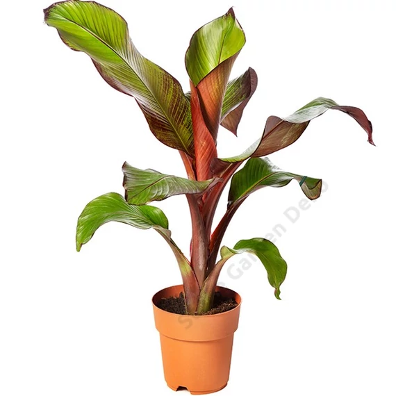 Ensete ventricosum Maurelli