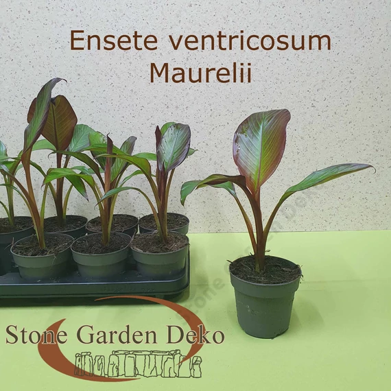 Ensete ventricosum Maurelli