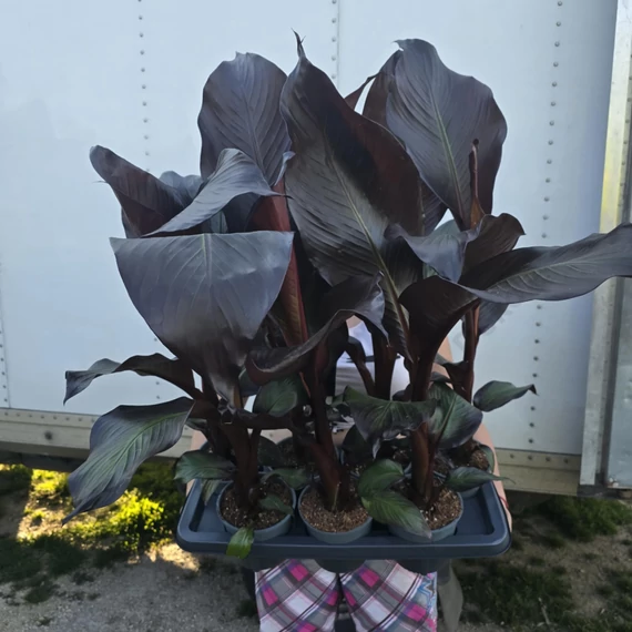 Ensete ventricosum Maurelli
