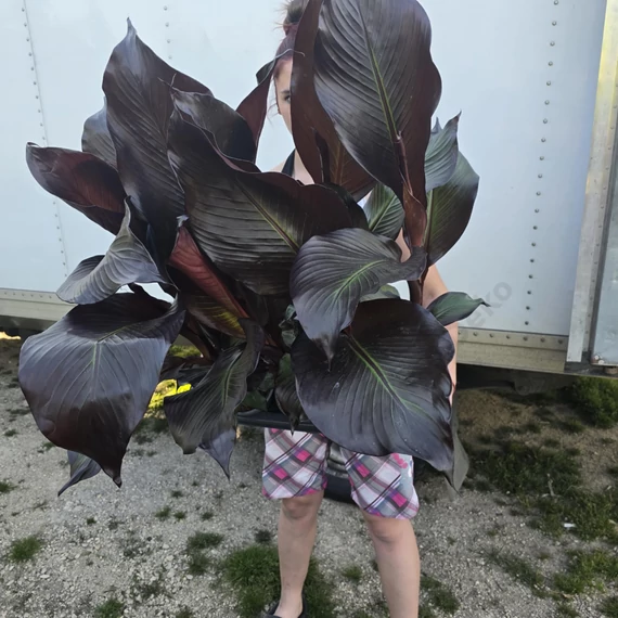 Ensete ventricosum Maurelli