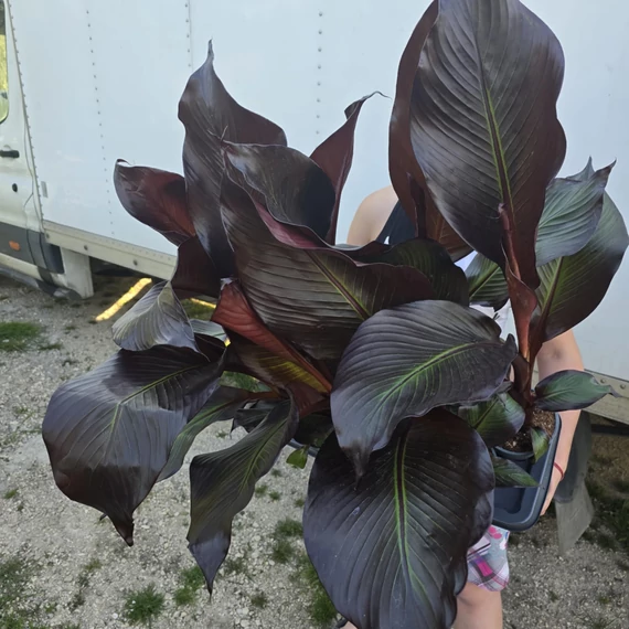 Ensete ventricosum Maurelli