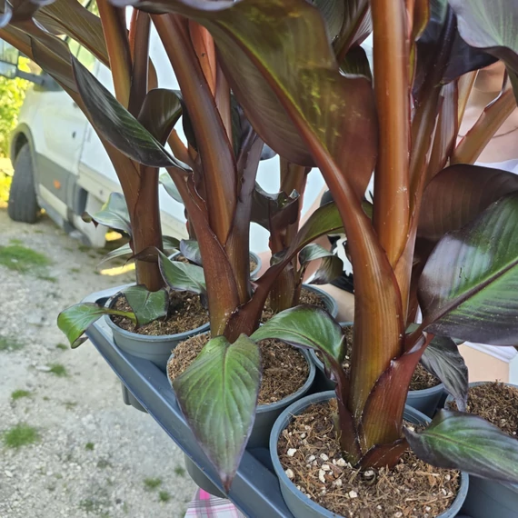 Ensete ventricosum Maurelli