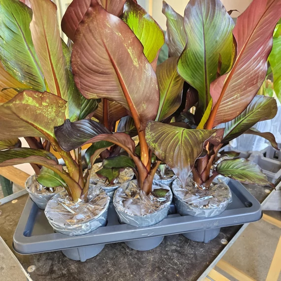 Ensete ventricosum Maurelli