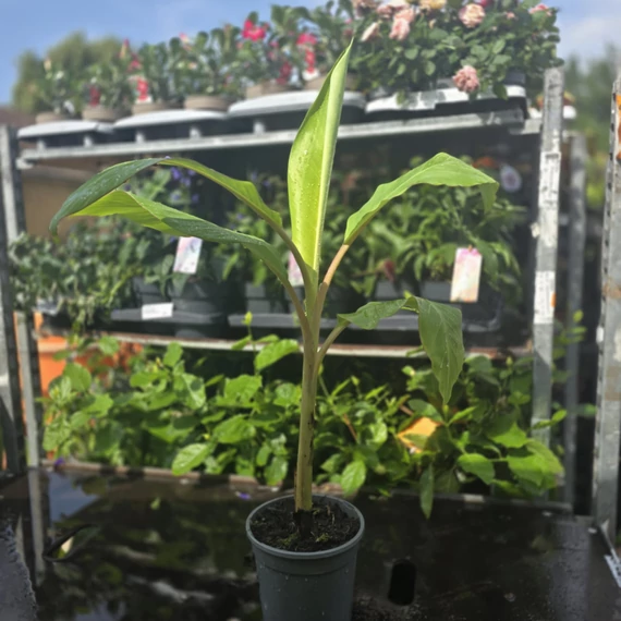 Musa Blue Java