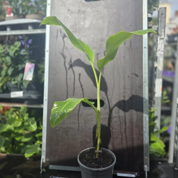 Musa Blue Java