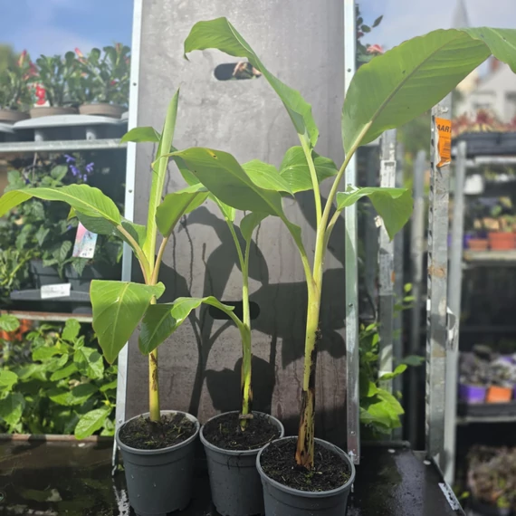 Musa Blue Java