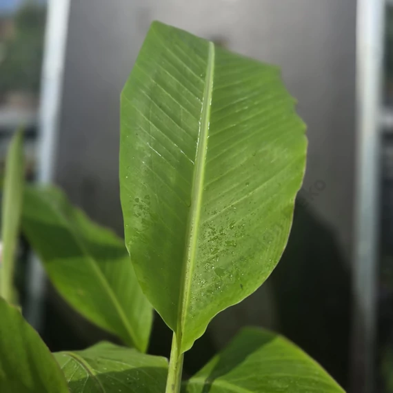 Musa Blue Java