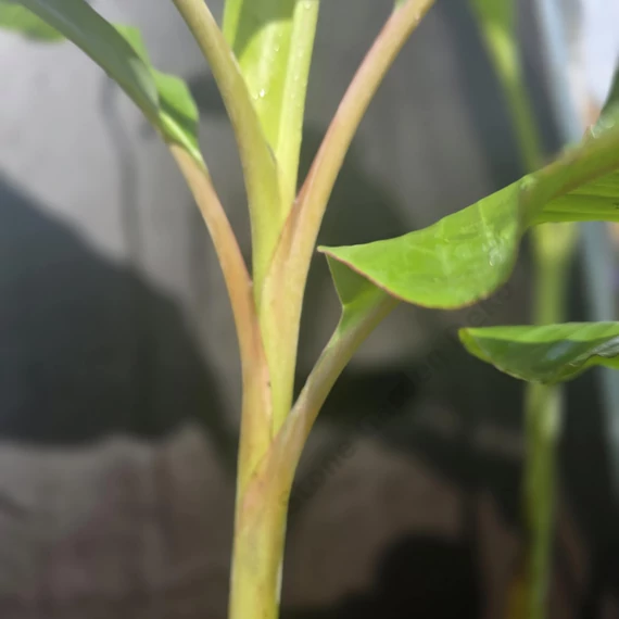 Musa Blue Java