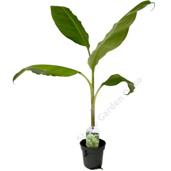 Musa dajiao