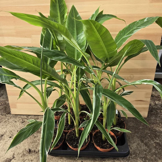 Musa Florida Variegata