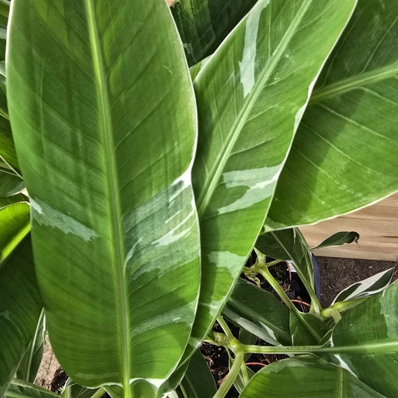Musa Florida Variegata