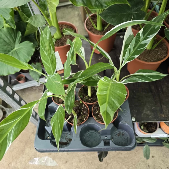 Musa Florida Variegata