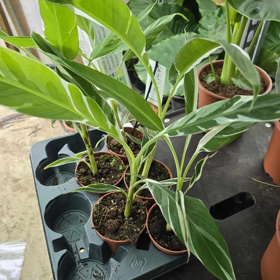 Musa Florida Variegata