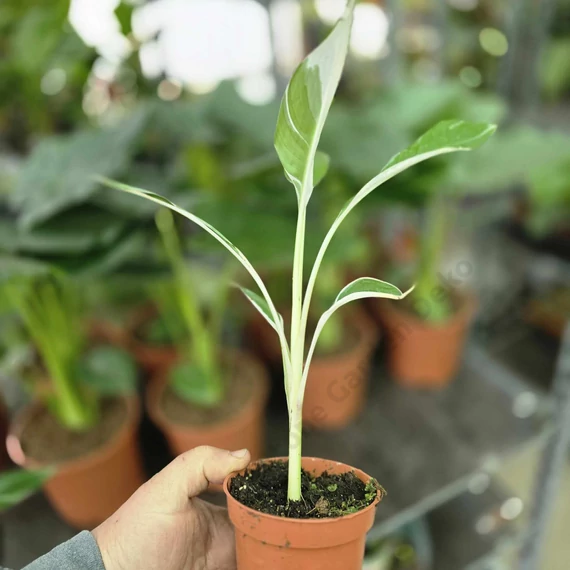 Musa Florida Variegata