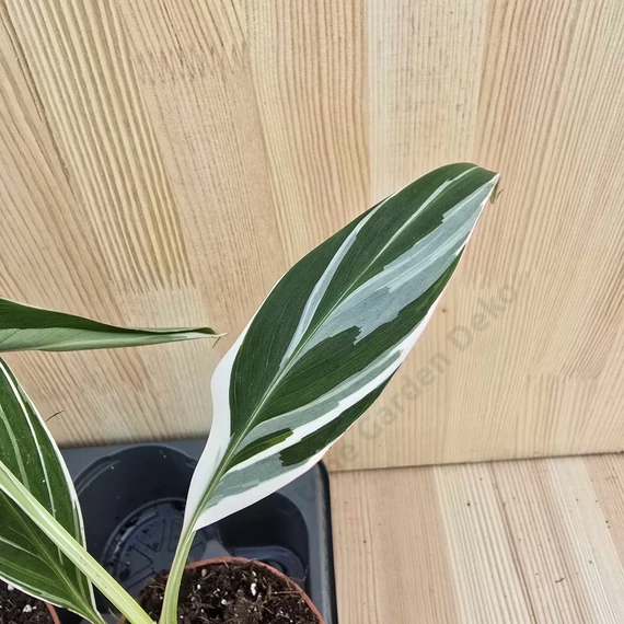 Musa Florida Variegata