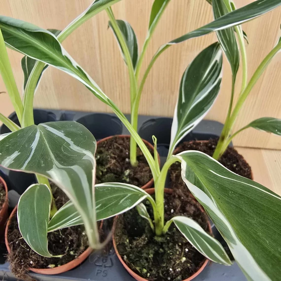 Musa Florida Variegata