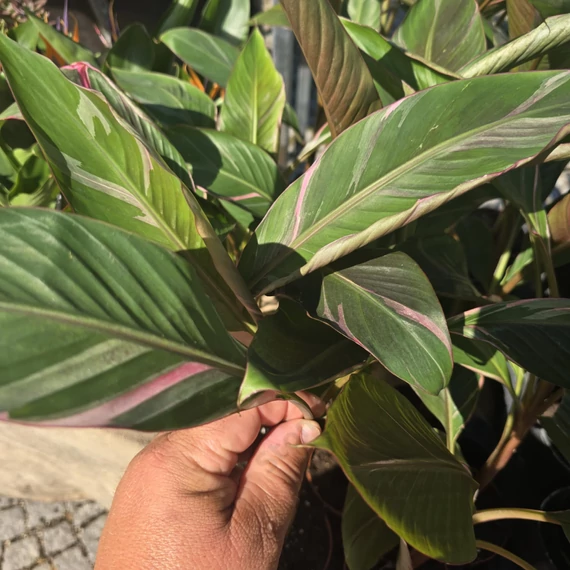 Musa Nono Pink