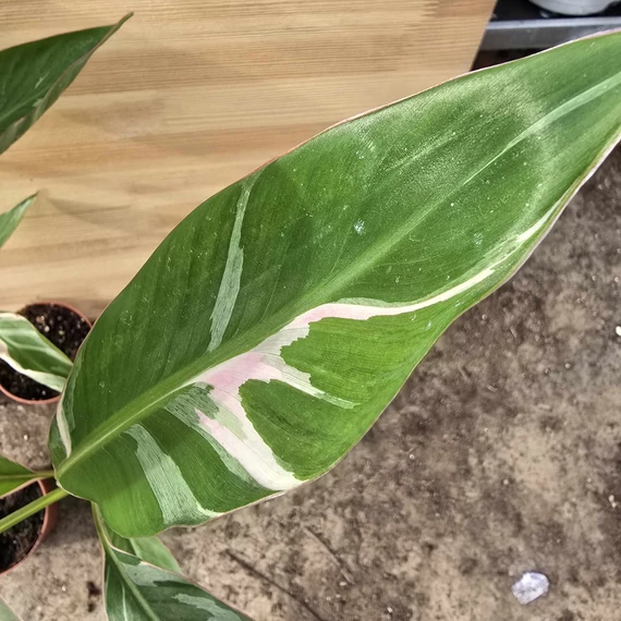 Musa Nono Pink