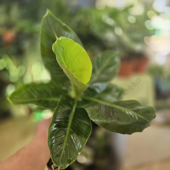 Musa Tropicana