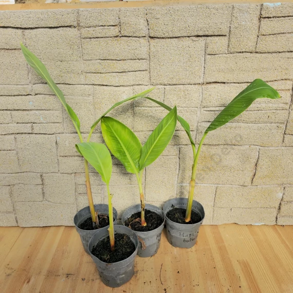 Musa balbisiana