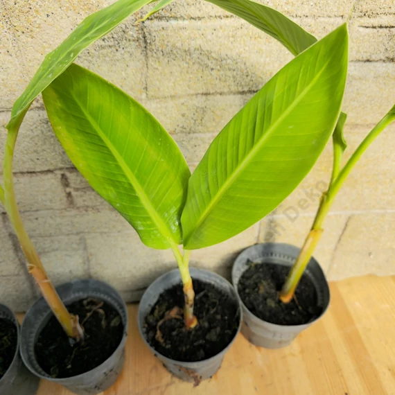 Musa balbisiana