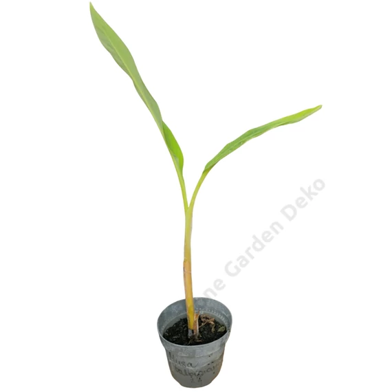 Musa balbisiana