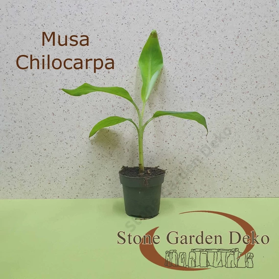 Musa chilocharpa