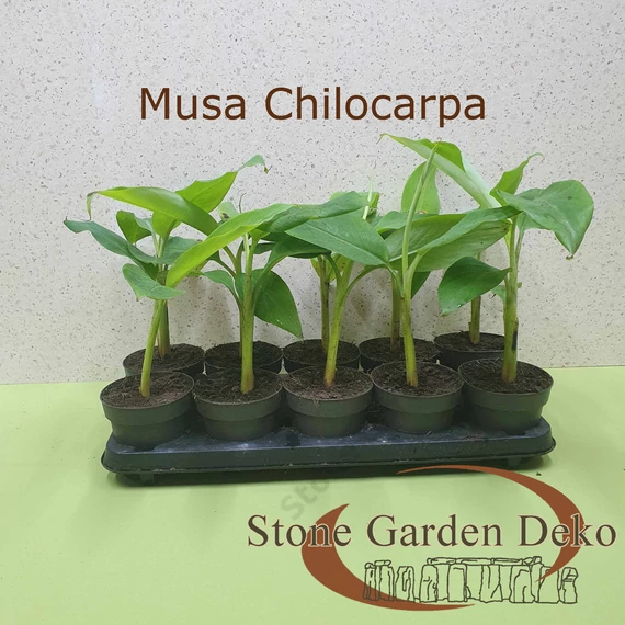 Musa chilocharpa
