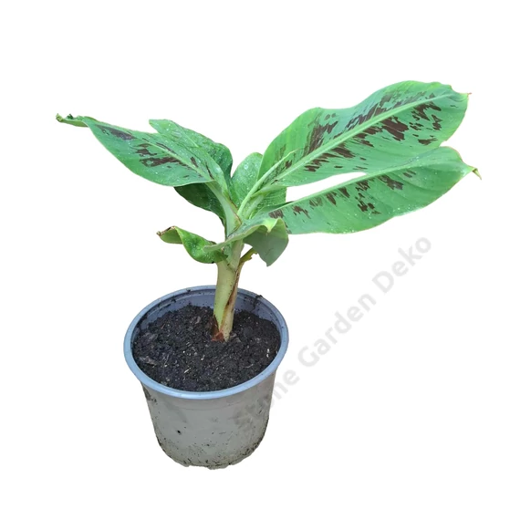 Musa grand Nain