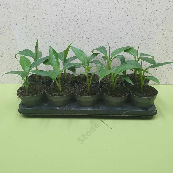 Musa sikkimensis Red Tiger